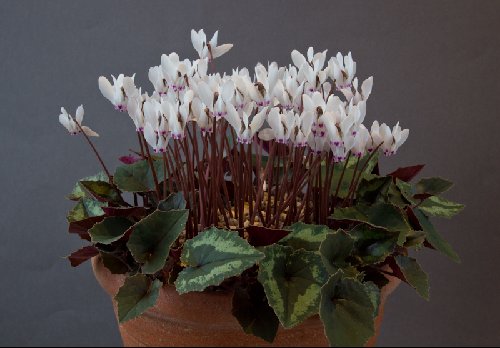 Cyclamen cyprium